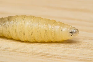 Ảnh minh họa loài giòi vít.