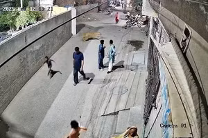 Sư tử sổng chuồng rượt đuổi ba mẹ con giữa phố đông