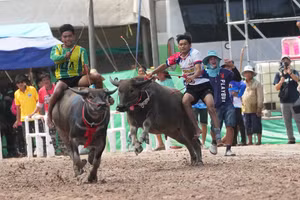 Đua trâu tại lễ hội Chonburi: Cuộc chơi không dành cho người yếu tim