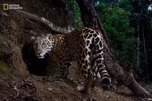 7 khoảnh khắc hoang dã đẹp nhất năm khiến thế giới ngỡ ngàng