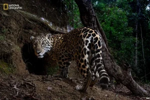 7 khoảnh khắc hoang dã đẹp nhất năm khiến thế giới ngỡ ngàng