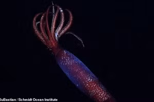 Các nhà khoa học đã ghi lại được đoạn video đầu tiên về loài mực Nam Cực khó nắm bắt, ở độ sâu 2.152 mét dưới đáy Nam Đại Dương.