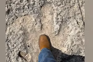 Dấu chân khủng long được phát hiện sau trận lũ lụt ở khu phố Big Sandy Creek.