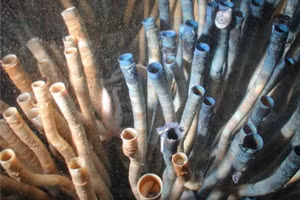 5 loài vật có tuổi thọ vượt xa con người