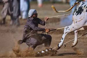 Đua bò tốc độ cao và niềm kiêu hãnh làng quê