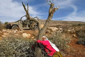 Bờ Tây rúng động vì máy ủi Israel nhổ hàng trăm cây ô liu