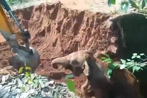 Khoảnh khắc voi con cảm ơn máy xúc khiến nhiều người cảm động