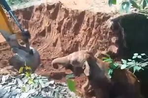 Khoảnh khắc voi con cảm ơn máy xúc khiến nhiều người cảm động