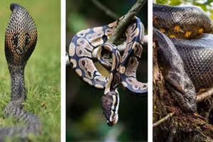 Bí mật chưa kể về 3 ‘sát thủ máu lạnh’ đáng sợ nhất hành tinh