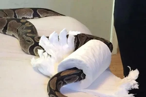 Khoảnh khắc động vật mắc kẹt hài hước khiến người xem thích thú