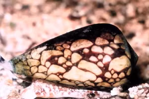 7 sinh vật nhỏ bé nhưng cực độc: Chạm vào là đối mặt với tử thần