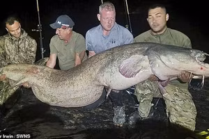 Ngư dân Anh kéo lên 'quái vật sông' dài gần 3 mét