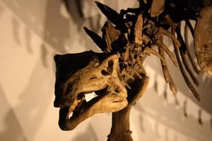 Bộ xương khủng long. (Hình ảnh minh họa)