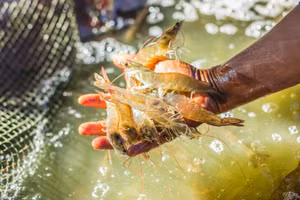 Sắp diễn ra sự kiện VietShrimp 2025 với chủ đề 'Xanh hóa vùng nuôi'