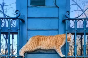 Ngắm vẻ dễ thương và tinh nghịch của những chú mèo trên đường phố Istanbul