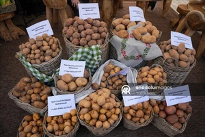 Khoai tây lên ngôi tại lễ hội độc đáo ở Duhok