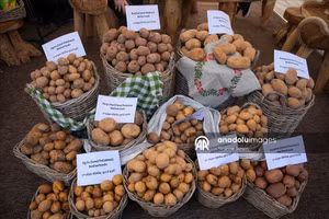 Khoai tây lên ngôi tại lễ hội độc đáo ở Duhok