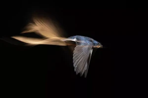 Bộ ảnh chim quý khiến người xem ngỡ ngàng