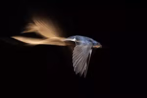 Bộ ảnh chim quý khiến người xem ngỡ ngàng