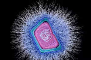 Virus khổng lồ là một nhóm đa dạng và phức tạp, có khả năng lây nhiễm từ sinh vật nhân thực đơn bào đến động vật. Trong hình: Minh họa một virus DNA khổng lồ thuộc nhóm nucleocytoplasmic.