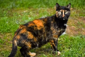 Mèo sống thọ nhất thế giới vừa mừng sinh mừng tuổi 30