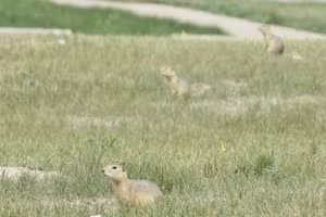 Ba con sóc đất xuất hiện gần khu chung cư ở Minot, Bắc Dakota (Ảnh AP/Jack Dura)