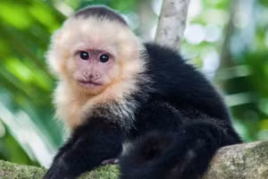 Điểm danh những loài động vật thông minh khiến giới khoa học kinh ngạc