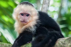 Điểm danh những loài động vật thông minh khiến giới khoa học kinh ngạc