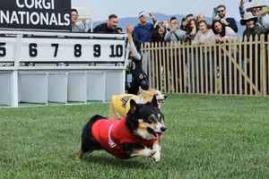 Những chú chó Corgi tranh tài trong cuộc đua sôi động