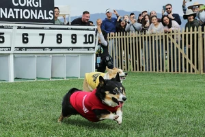 Những chú chó Corgi tranh tài trong cuộc đua sôi động