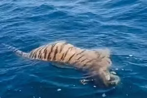 Hổ Siberia chết trôi giữa biển: Bí ẩn khiến ngư dân Nga rúng động