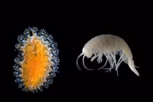 Một loài giun nhiều tơ biển mới có tên là Spinther bohnorum (trái) và một loài giáp xác mới, Apotectonia senckenbergae, được phát hiện trong một đàn trai tại các lỗ thông thủy nhiệt Galápagos Rift.