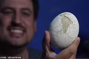 Bất ngờ phát hiện trứng khủng long 70 triệu năm còn nguyên vẹn