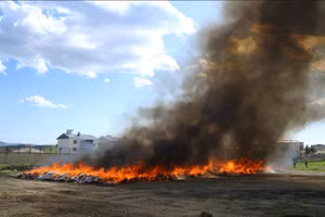 Cảnh sát Thổ Nhĩ Kỳ thiêu hủy cần sa.