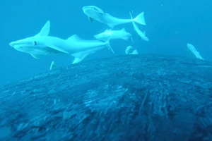 Cảnh hiếm: Cá remora cưỡi cá voi như lướt sóng giữa đại dương