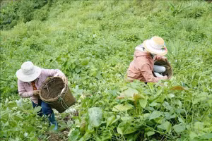 Trồng bí xanh ở Điện Biên. Ảnh: Xuân Tư TTXVN