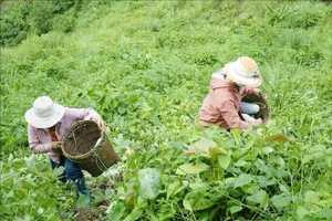 Trồng bí xanh ở Điện Biên. Ảnh: Xuân Tư TTXVN