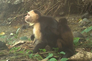 Video từ đảo Jicarón cho thấy một con khỉ đực capuchin đang cõng một con khỉ hú trên lưng. Hiện tại, các nhà khoa học đang cố gắng tìm hiểu điều gì thúc đẩy hành vi bắt cóc này. Ảnh: Brendan Barrett/Viện nghiên cứu hành vi động vật Max Planck