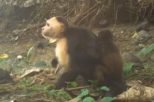 Video từ đảo Jicarón cho thấy một con khỉ đực capuchin đang cõng một con khỉ hú trên lưng. Hiện tại, các nhà khoa học đang cố gắng tìm hiểu điều gì thúc đẩy hành vi bắt cóc này. Ảnh: Brendan Barrett/Viện nghiên cứu hành vi động vật Max Planck