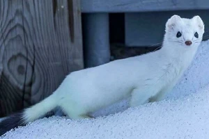 Những khoảnh khắc động vật đáng yêu trong vườn nhà