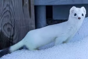 Những khoảnh khắc động vật đáng yêu trong vườn nhà