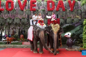 Cưỡi voi làm lễ cưới tập thể gây sốt Valentine