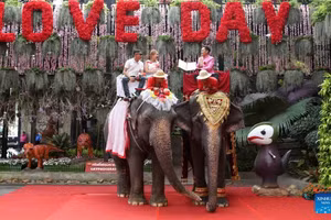 Cưỡi voi làm lễ cưới tập thể gây sốt Valentine
