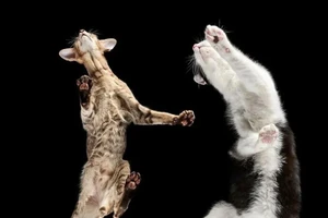 Góc nhìn kỳ lạ khiến thú cưng trở nên đáng yêu không ngờ