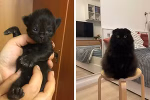Khi mèo con hóa thành 'hoàng thượng' khiến dân mạng tan chảy