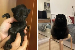 Khi mèo con hóa thành 'hoàng thượng' khiến dân mạng tan chảy