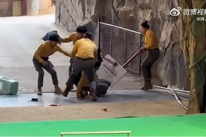 Khán giả hoảng loạn khi gấu đen quật ngã nhân viên giữa màn biểu diễn