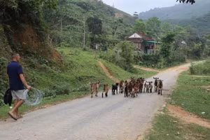 Thay đổi tư duy trong chăn nuôi giúp người dân nâng cao sản xuất, giảm nghèo. Ảnh: BNA