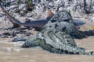 Khám phá sức mạnh của 12 loài vật mạnh nhất hành tinh