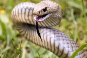 10 loài rắn nguy hiểm nhất thế giới, bạn đã gặp những loài nào?